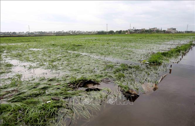 Trên 137.000 ha lúa và hoa màu bị ngập úng và hư hại do bão số 3 